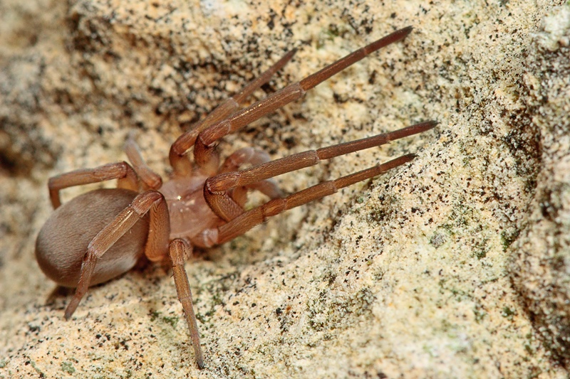 Filistata insidiatrix; Drassodes sp. - Malta